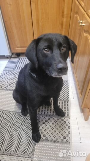 Лабрадор мальчик
