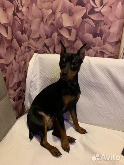 Щенки цвергпинчера