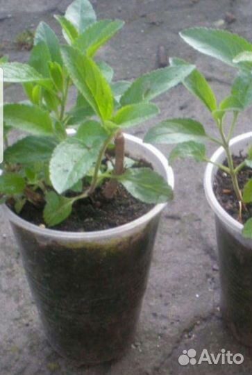 Рассада, Вероника