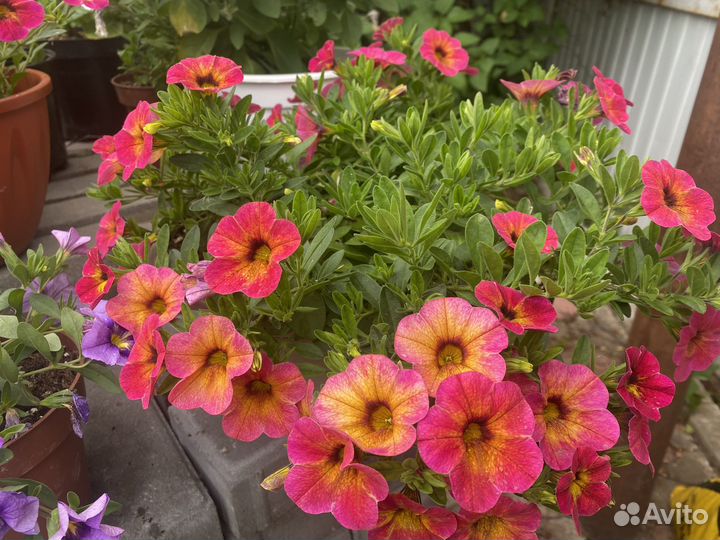 Петуния в кашпо