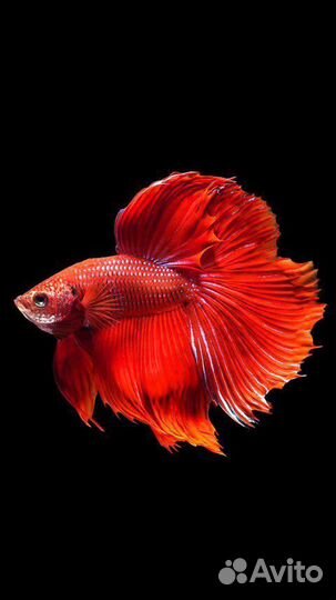 Рыбка Петушок