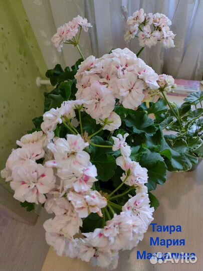 Пеларгония герань