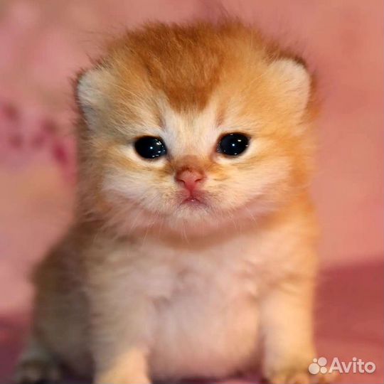 Мальчики золотые британские шиншиллы