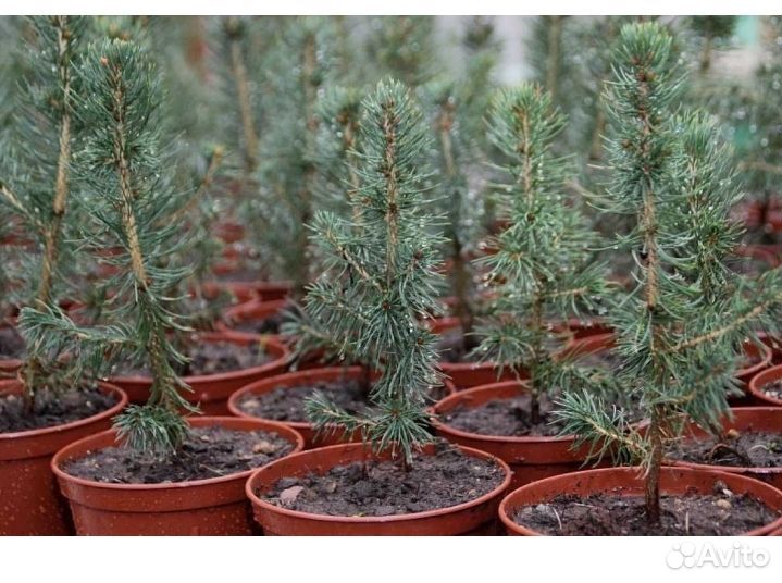 Ель голубая, Глаука,20см