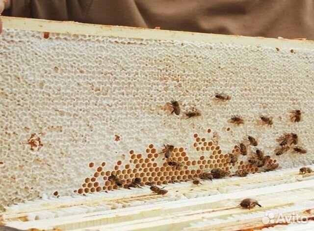 Мед 24 года натуральный оптом