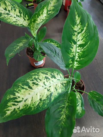 Диффенбахия компакта Dieffenbachia compacta