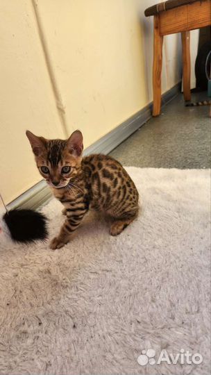 Бенгальские котята