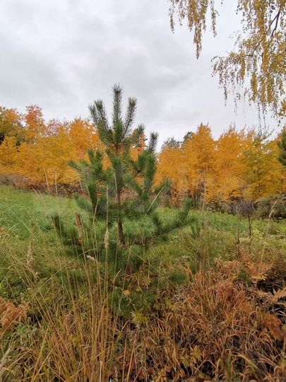 Участок 12,5 сот. (СНТ, ДНП)