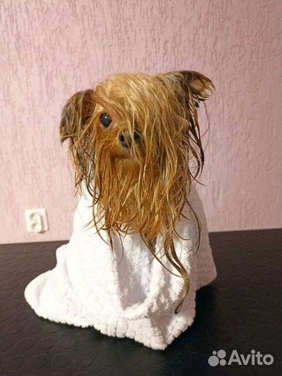 Груминг (стрижка) собак и кошек