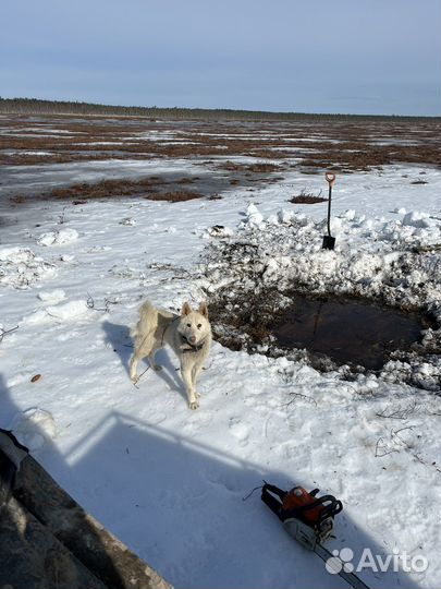 Лайка зсл