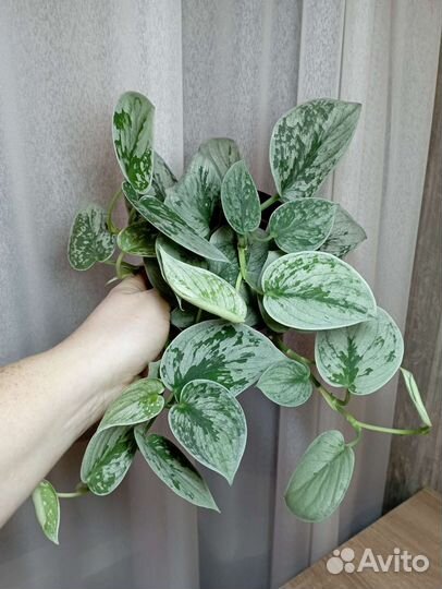 Эпипремнум Сциндапсус II