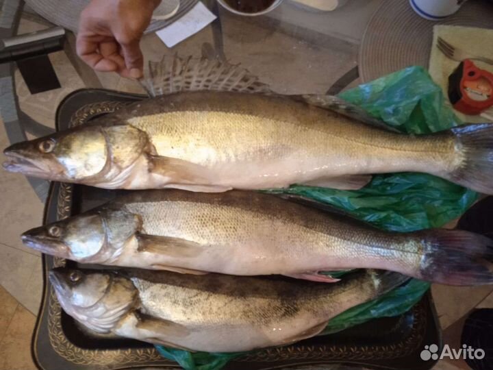 Судак Щука Карп Бестер живой Копчёная рыба