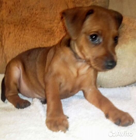 Цвергпинчер