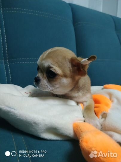 Щеночки чихуахуа