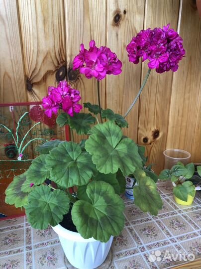 Пеларгония герань