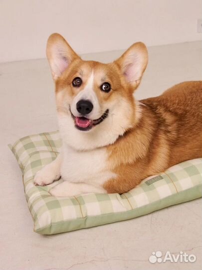 Модель на съемку корги