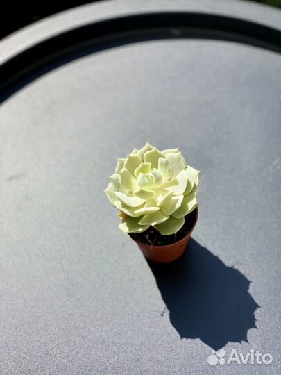 Эхеверия Лола (лат. Echeveria Lola)