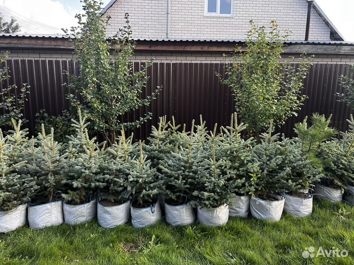 Ель голубая