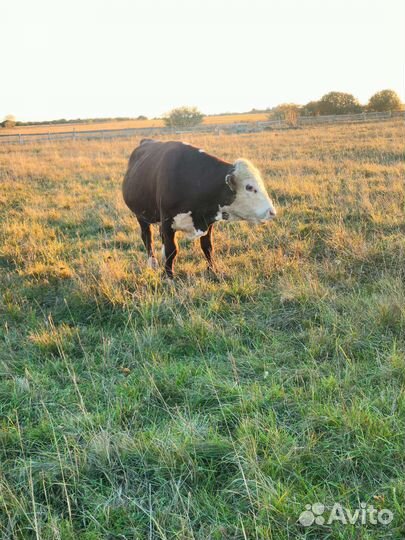 Бычки и телки