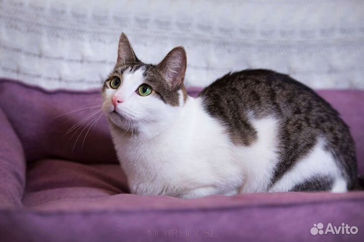 Весёлый котик Лёлик ждёт семью