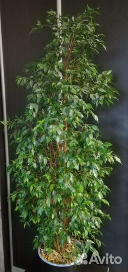 Фикус Бенджамина 