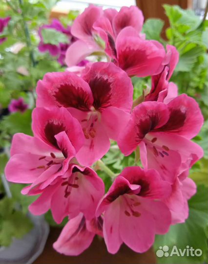 Королевская пеларгония 5