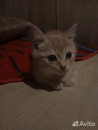 Отдам котенка в добрые руки