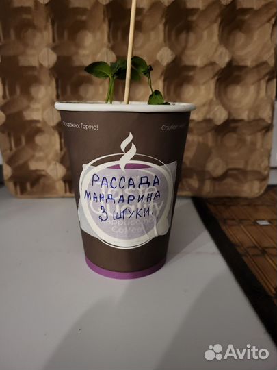 Рассада мандарина