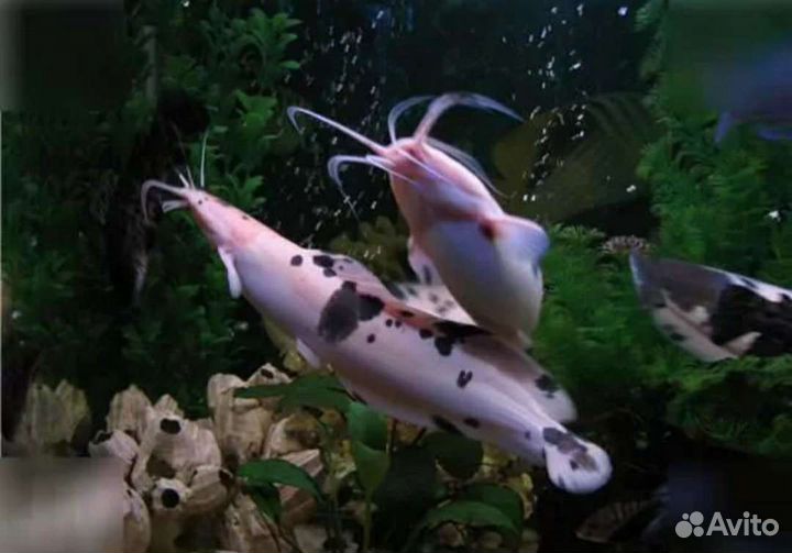 Аквариумные рыбки-экзотика