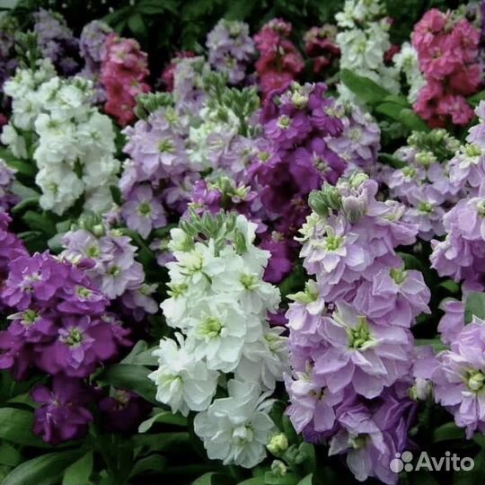 Левкой Маттиола