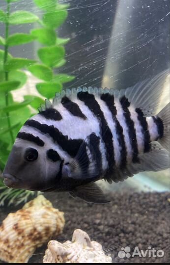 Рыбки цихлиды