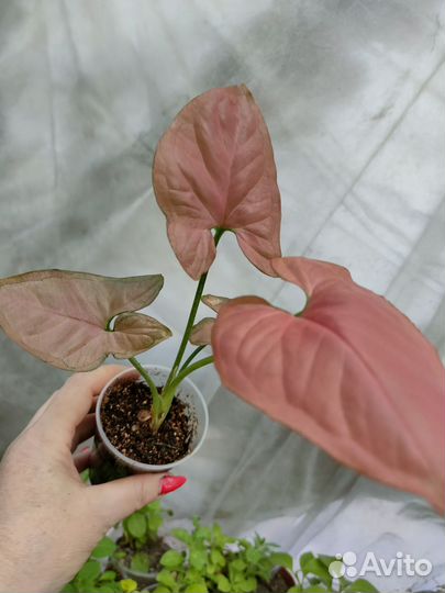 Сингониум яичница