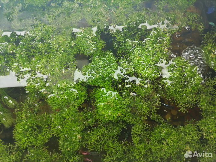 Водоросли для аквариума