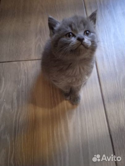 Британская