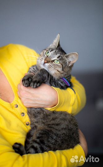 Кошка в дар