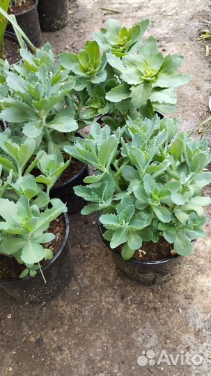 Очиток видный