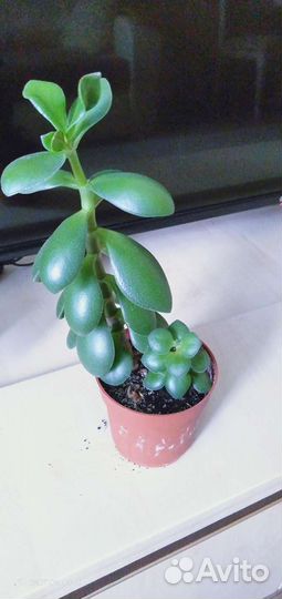 Денежное дерево толстянка крассула