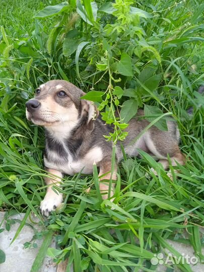 Собака в добрые руки щенок