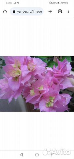 Бугенвиллия double pink