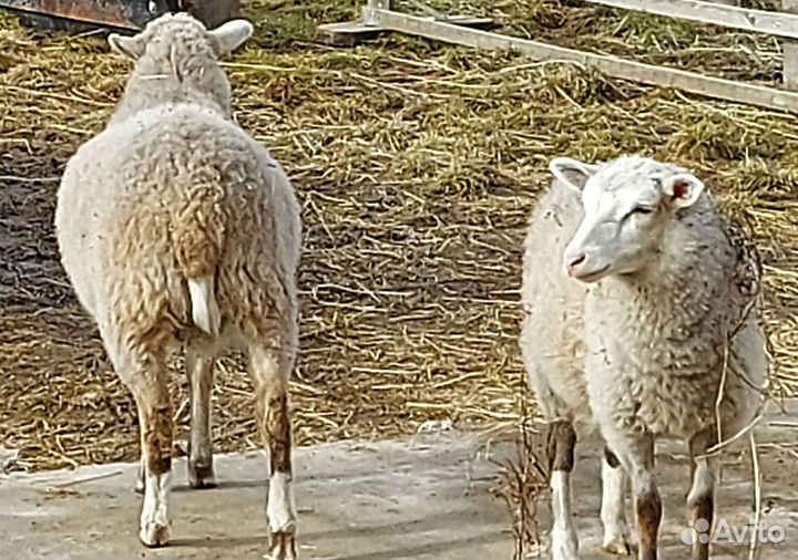 Молодые овцы козы козлята