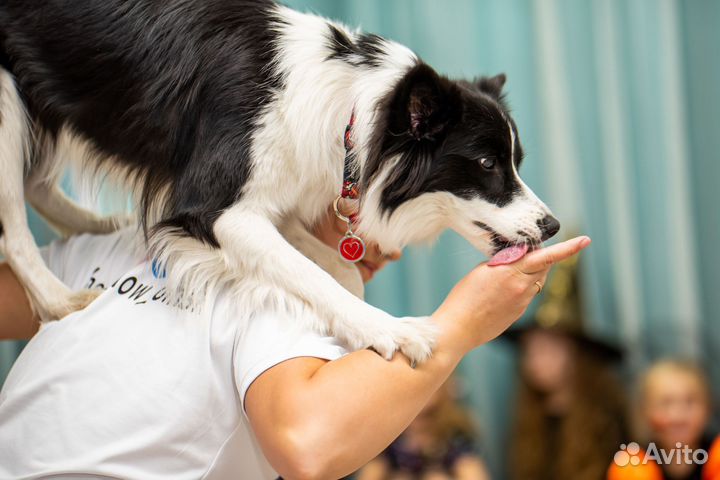 Шоу дрессированных собак на ваш праздник