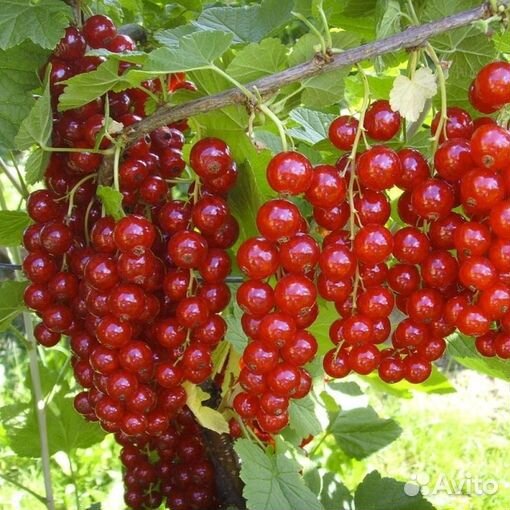 Саженцы белой, черной, красной смородины