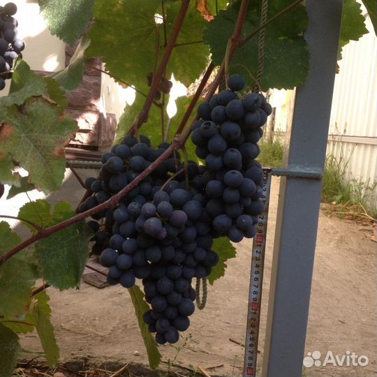 Черенки(чубуки),саженцы виноград агат донской