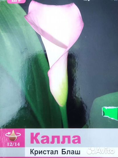 Каллы исмена