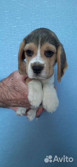 Бигль щенки