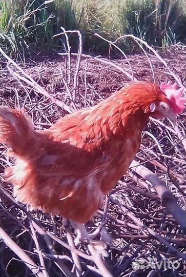 Курицы несушки