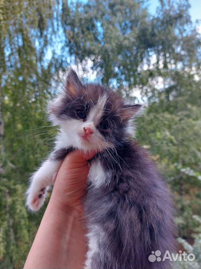 Котёнок бесплатно