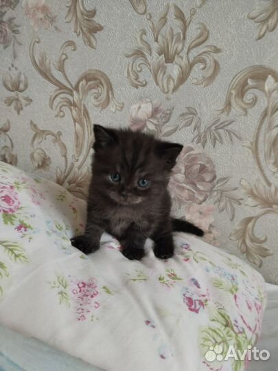 Шотландские котята