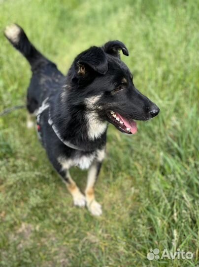 Собака в добрые руки. Храбрый Эль