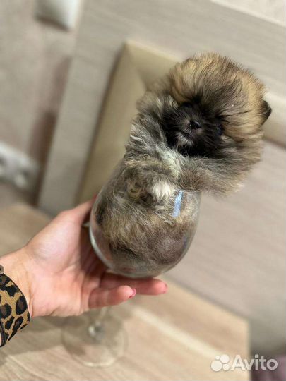 Померанский шпиц мини, микро